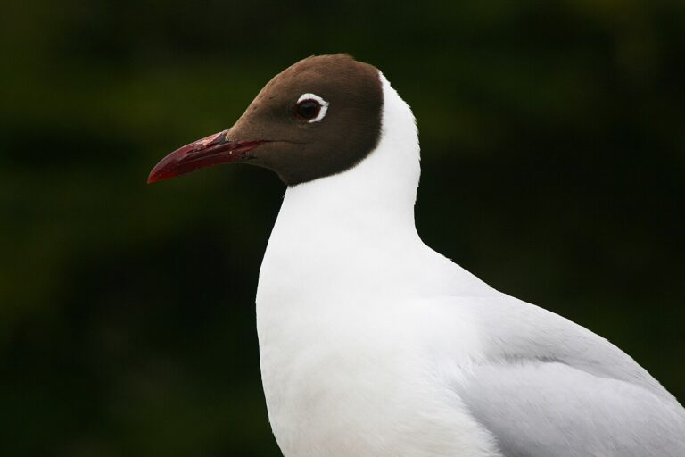 Brown-hooded gull