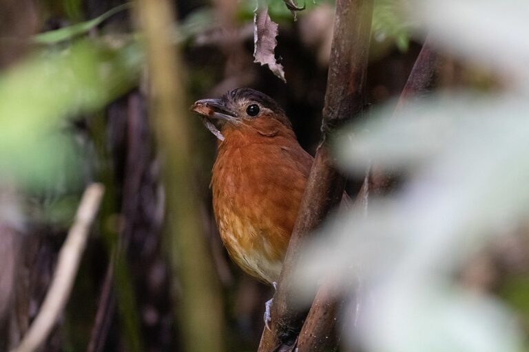 Bay antpitta