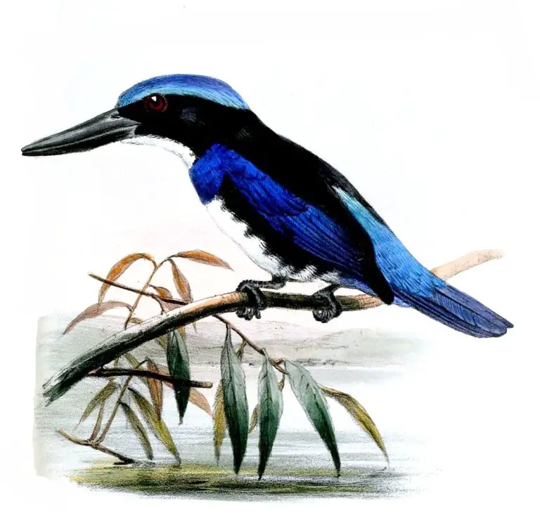 Blue-black kingfisher