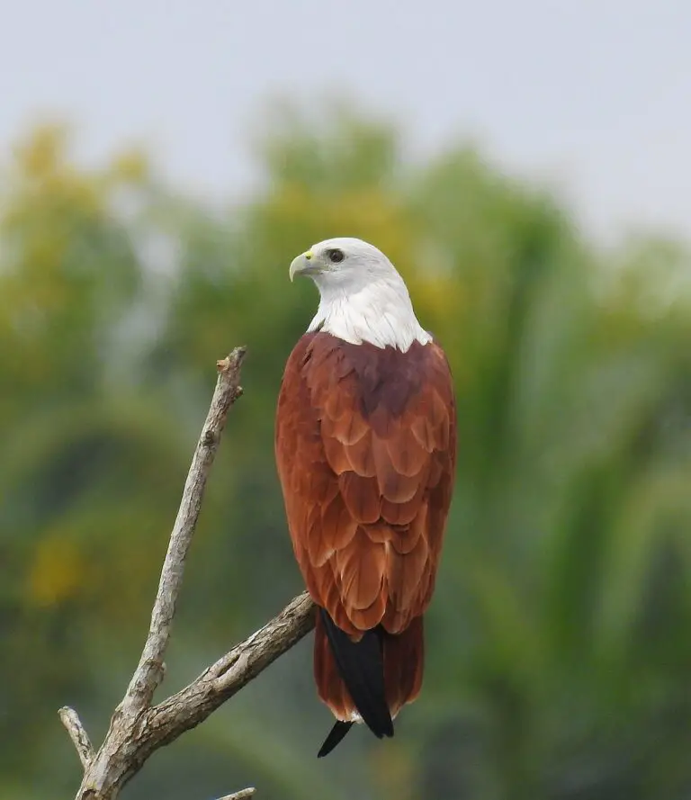 Brahminy kite