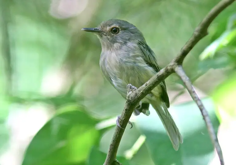 Buff-breasted tody-tyrant