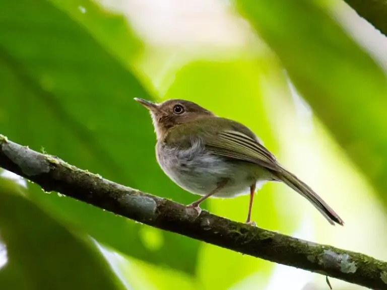 Buff-throated tody-tyrant