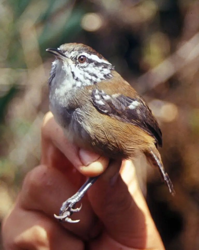 Bar-winged wood wren