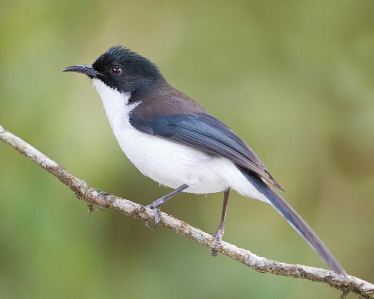 Black-headed sibia