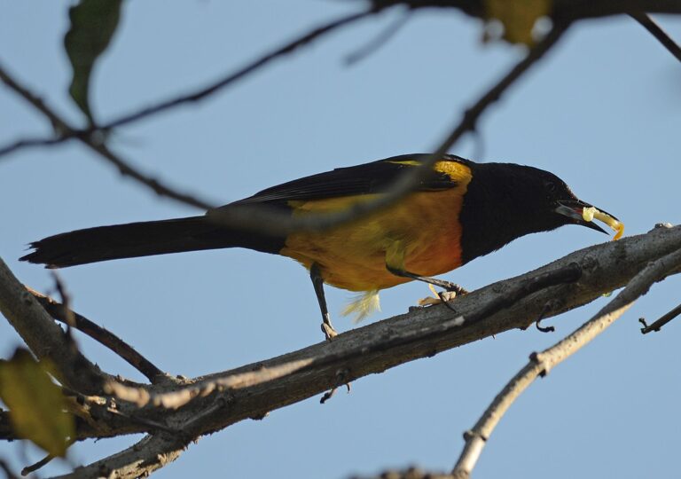 Black-vented oriole