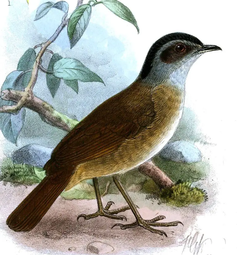 Blackcap illadopsis