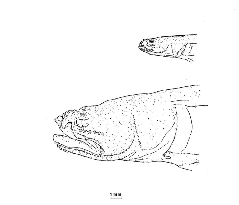 Blind goby