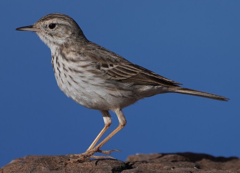 Berthelot's pipit