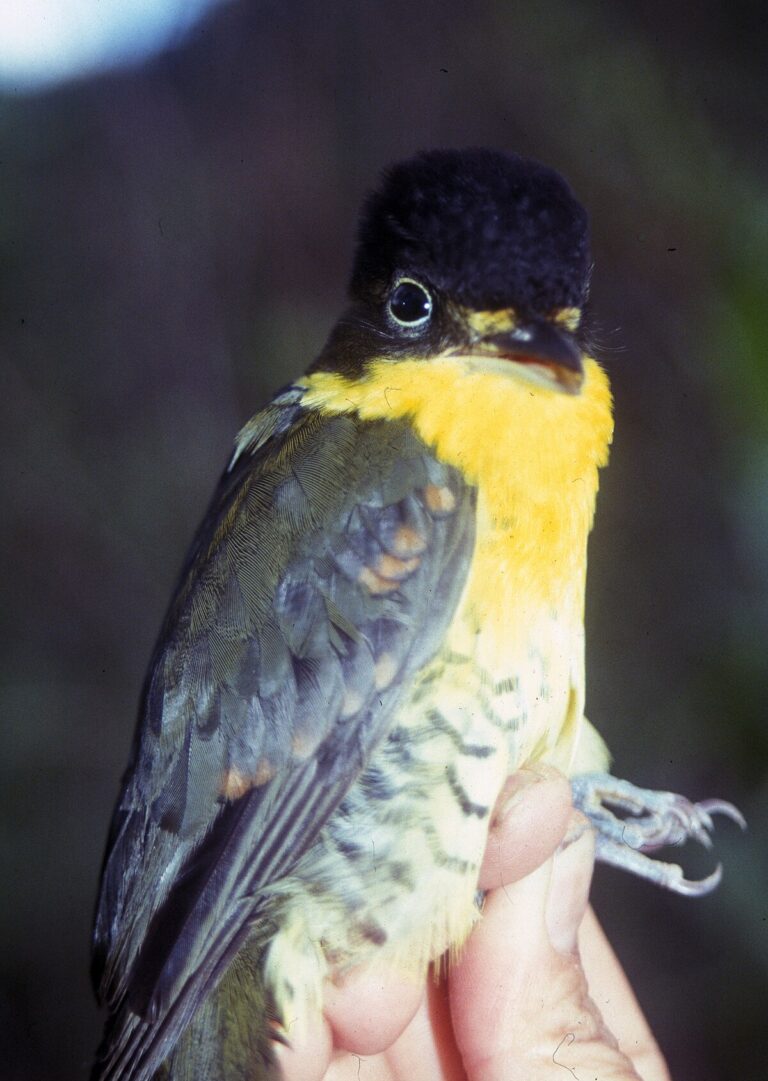 Andean Laniisoma