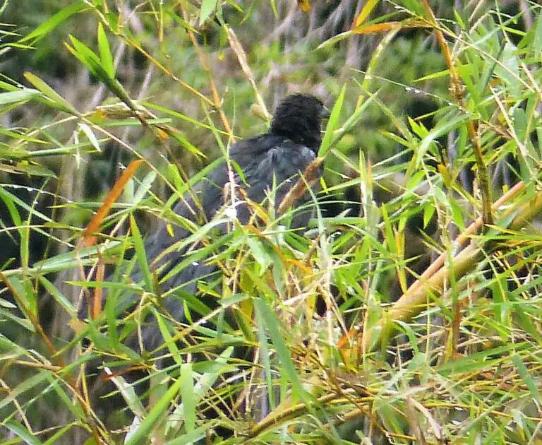 Black-billed coucal