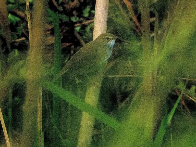 Baikal bush warbler