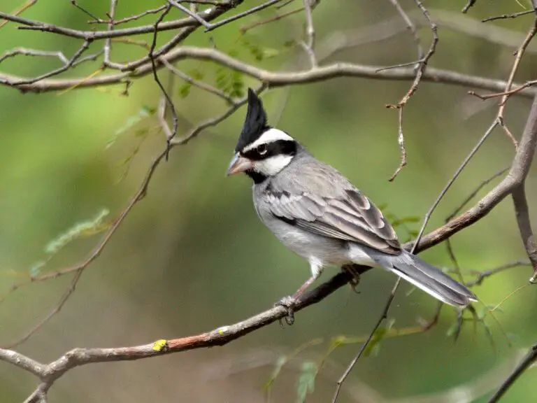 Black-crested finch