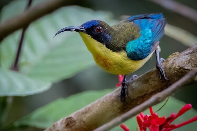 Bohol sunbird