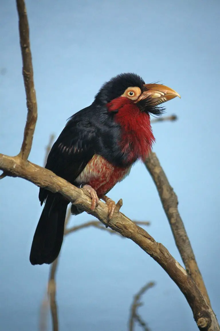 Bearded barbet