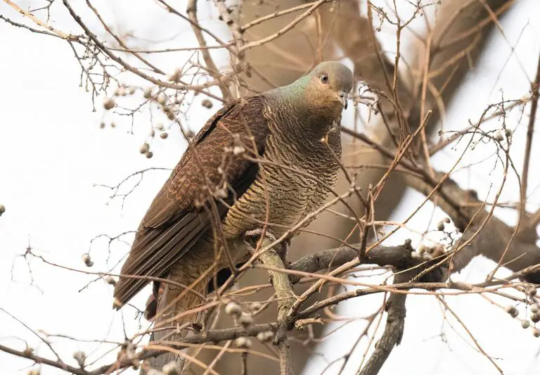 Barred cuckoo-dove