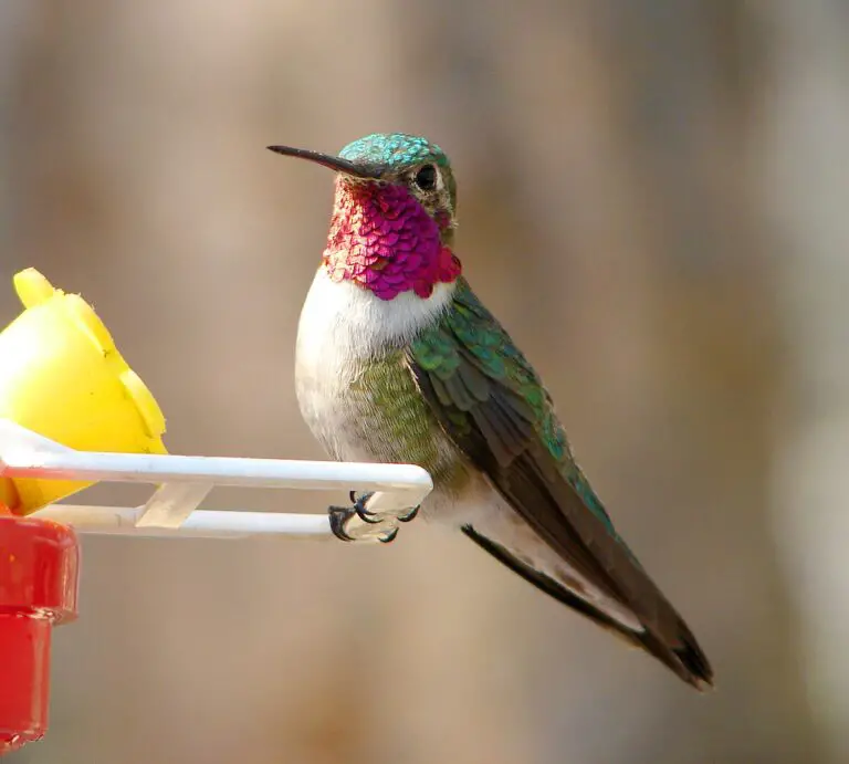 Broad-tailed hummingbird