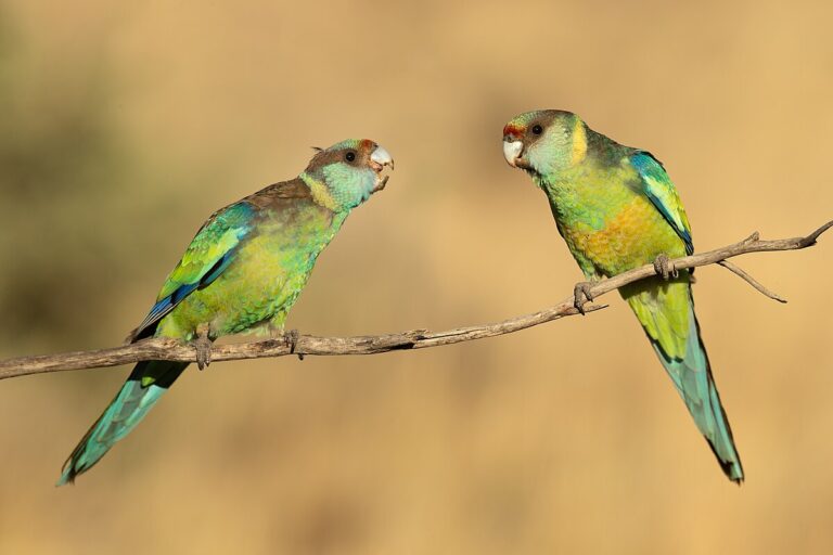 Australian ringneck