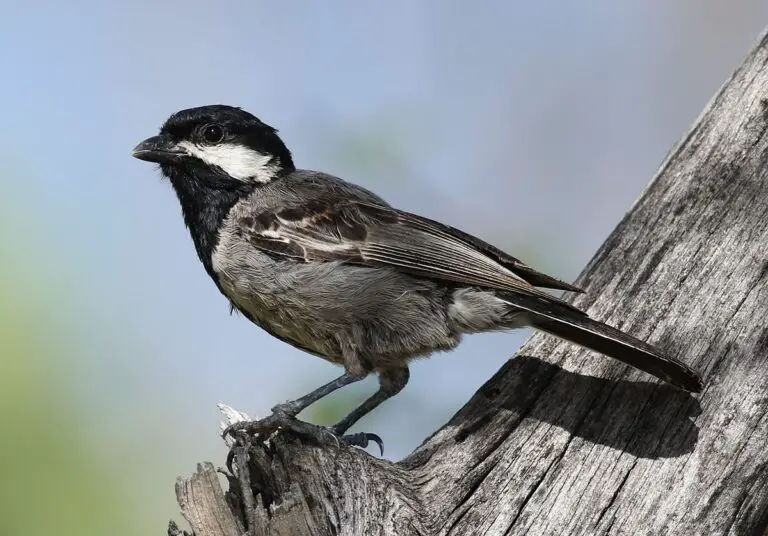 Ashy Tit