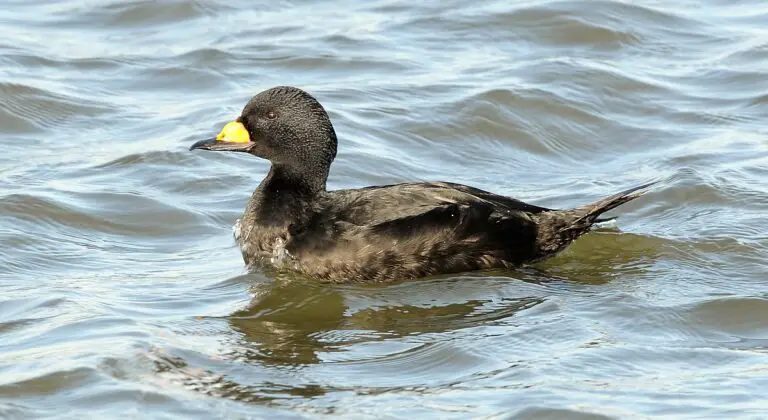 Black scoter