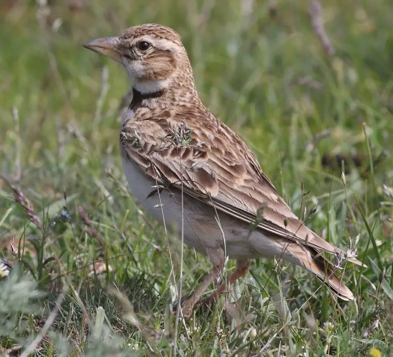 Bimaculated lark