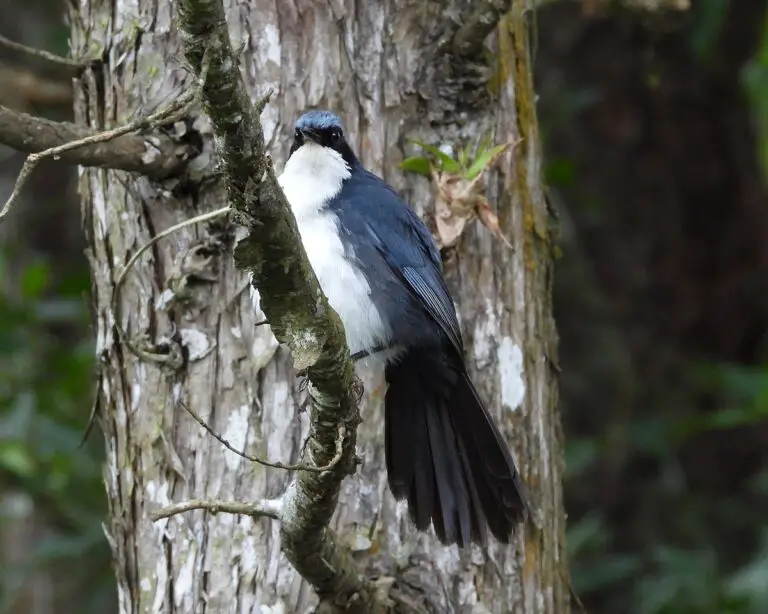 Blue-and-white mockingbird