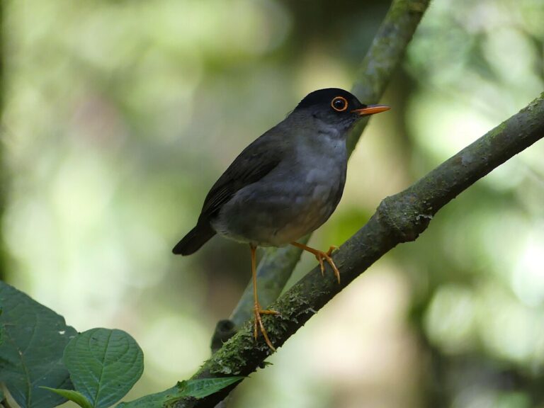 Black thrush