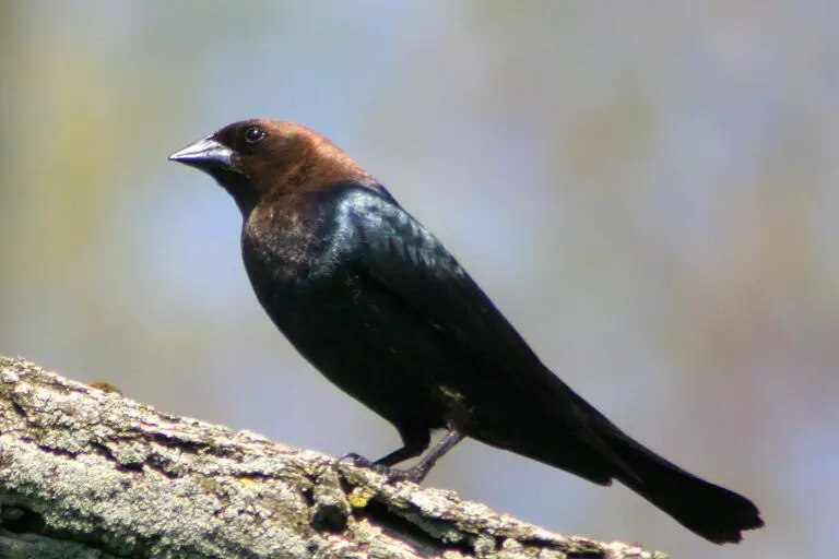 Brown-headed cowbird