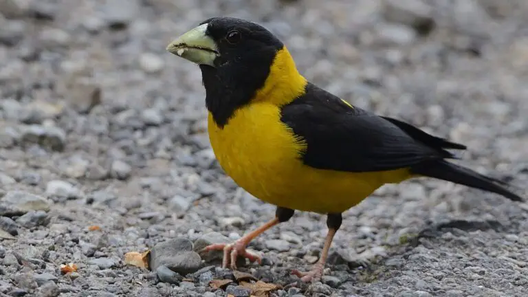 Black-and-yellow grosbeak