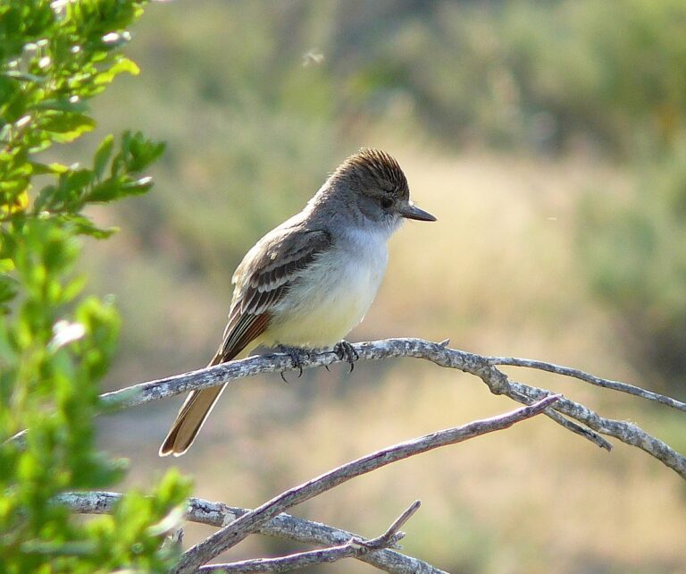 Ash-Throated Flycatcher