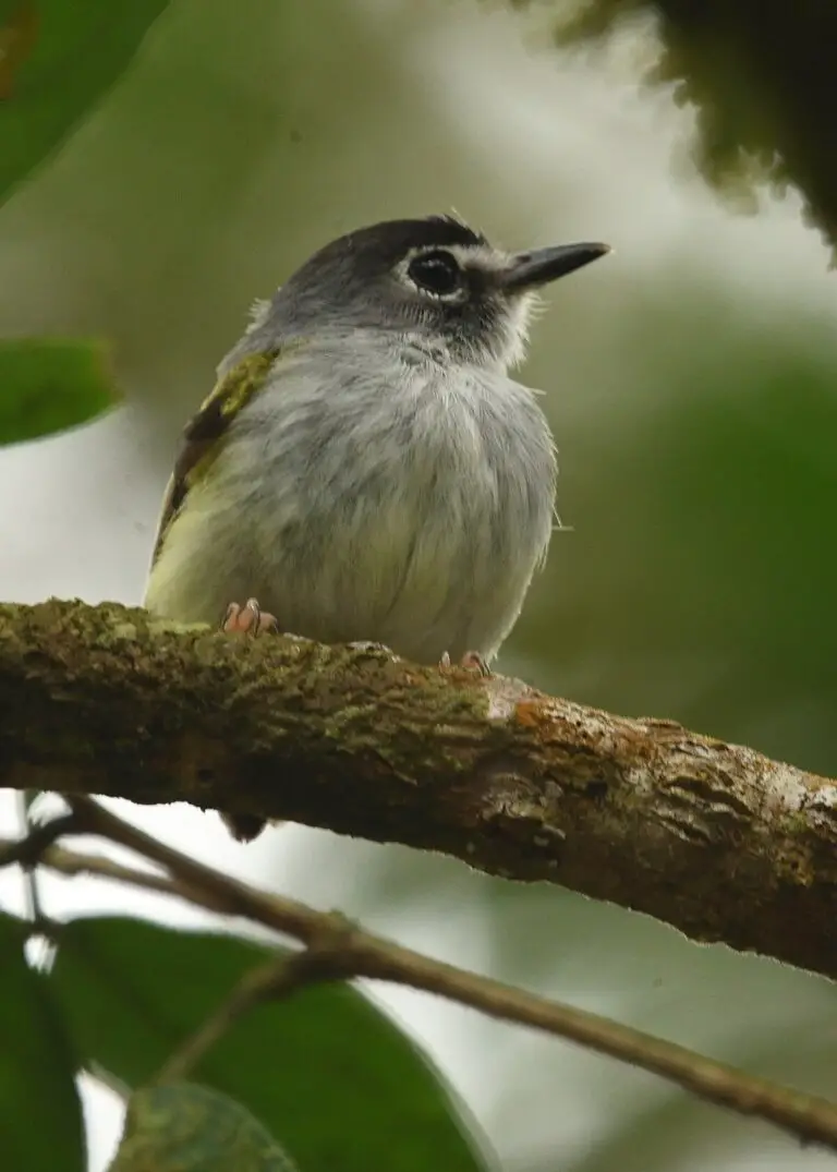 Black-capped pygmy tyrant