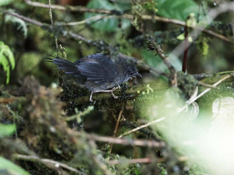 Ash-Colored Tapaculo