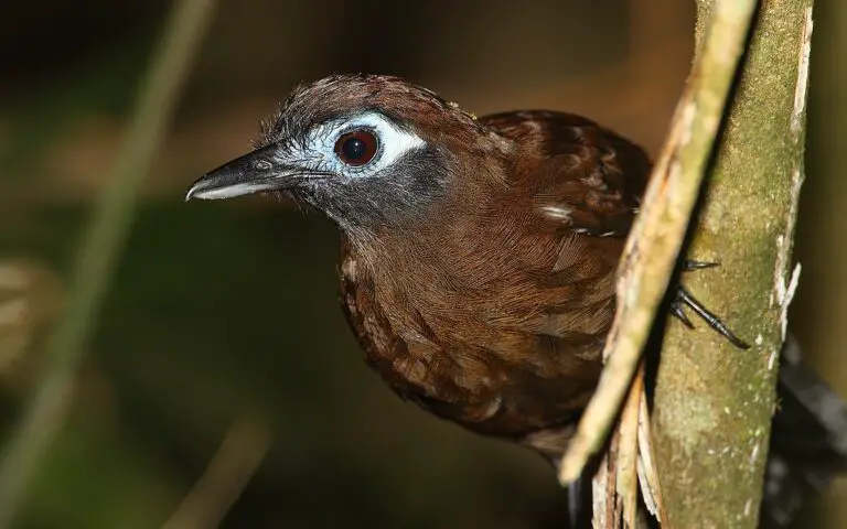 Blue-lored antbird