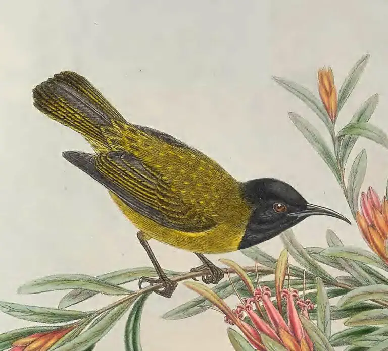 Black-headed myzomela