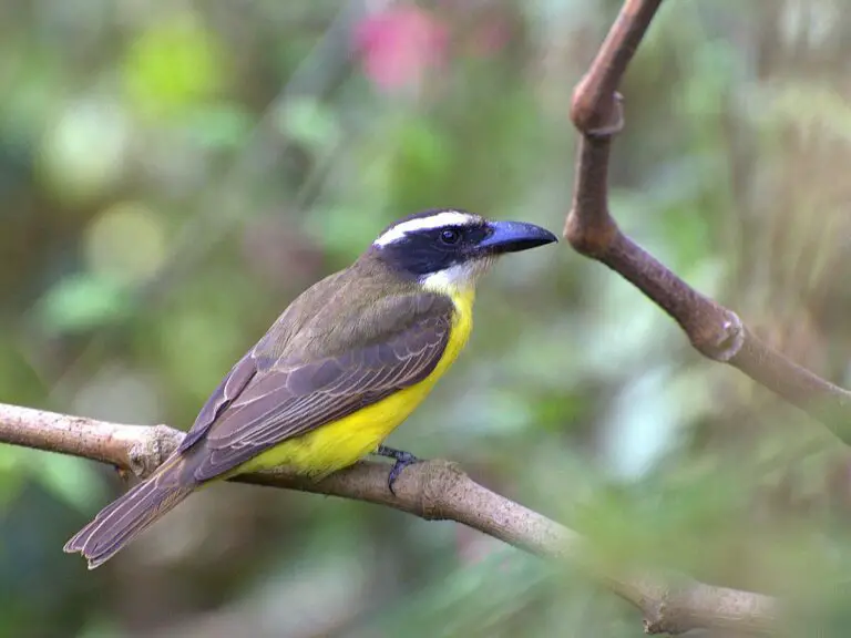 Boat-billed flycatcher