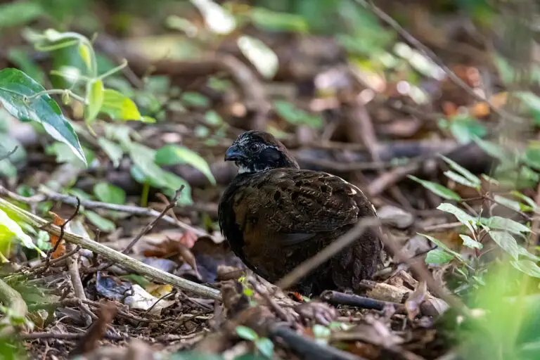 Black-breasted wood quail