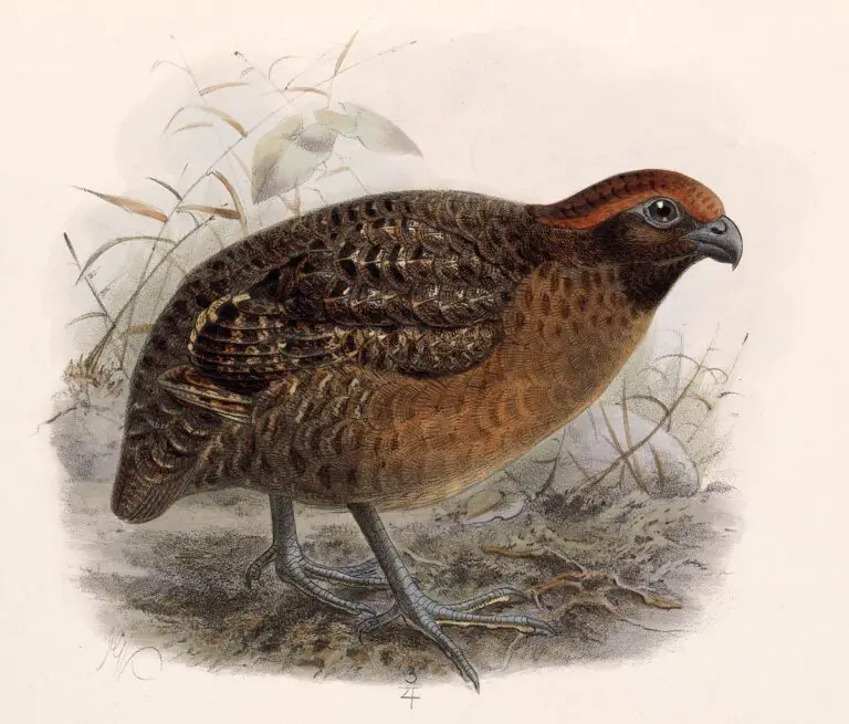 Black-eared wood quail