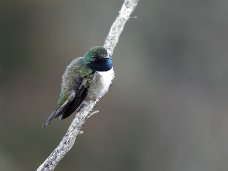 Blue-throated hillstar