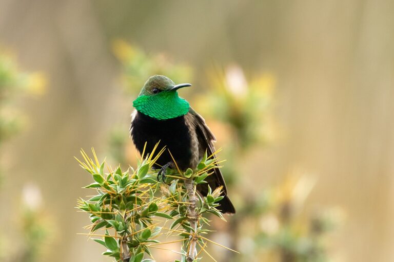 Black-breasted hillstar