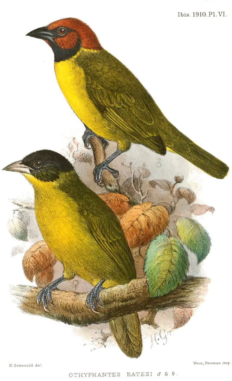 Bates's weaver