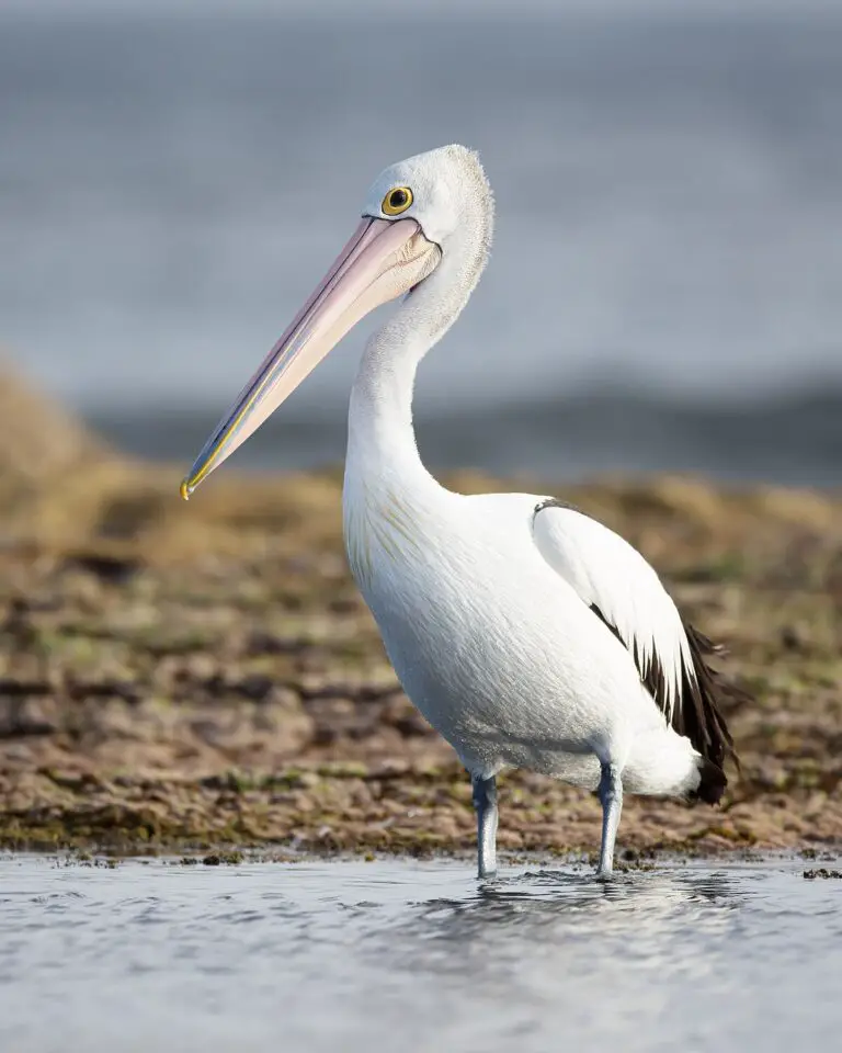 Australian pelican