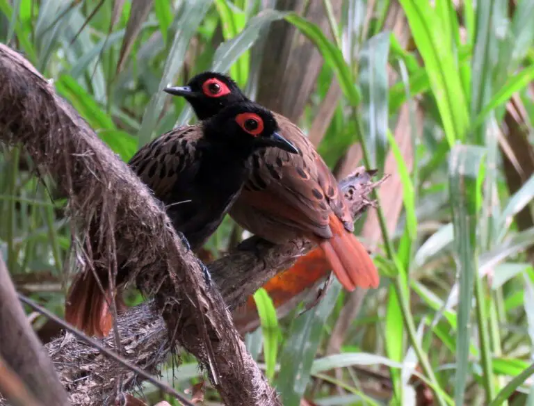 Black-spotted bare-eye