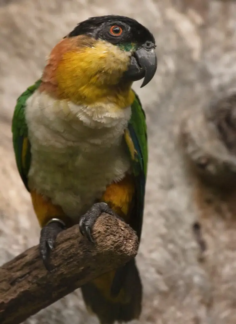 Black-headed parrot