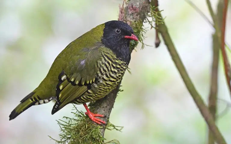 Barred fruiteater