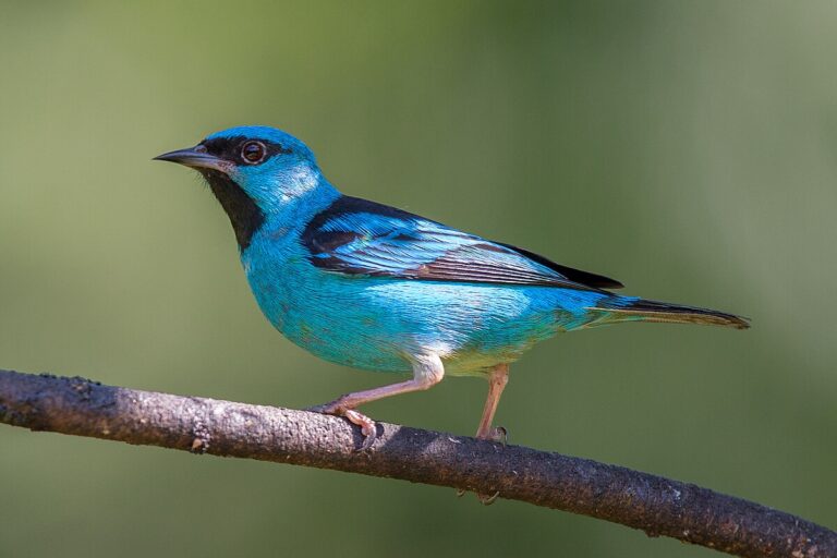 Blue dacnis