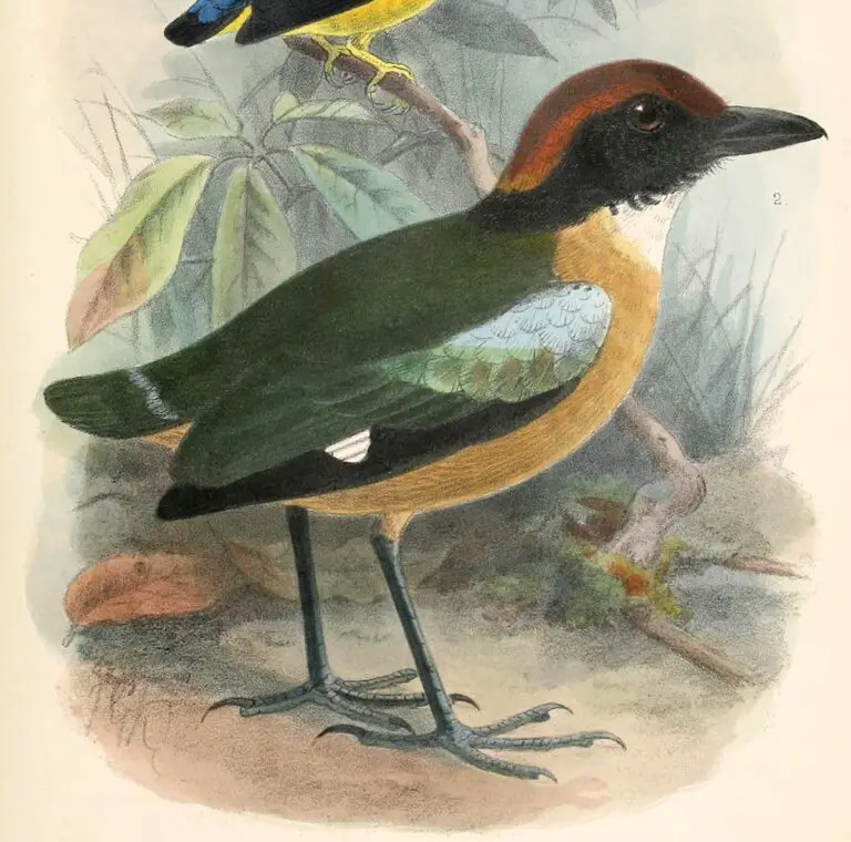 Black-faced pitta