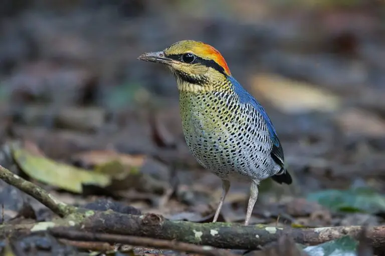 Blue pitta