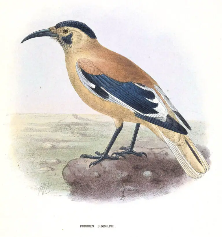 Biddulph's ground jay