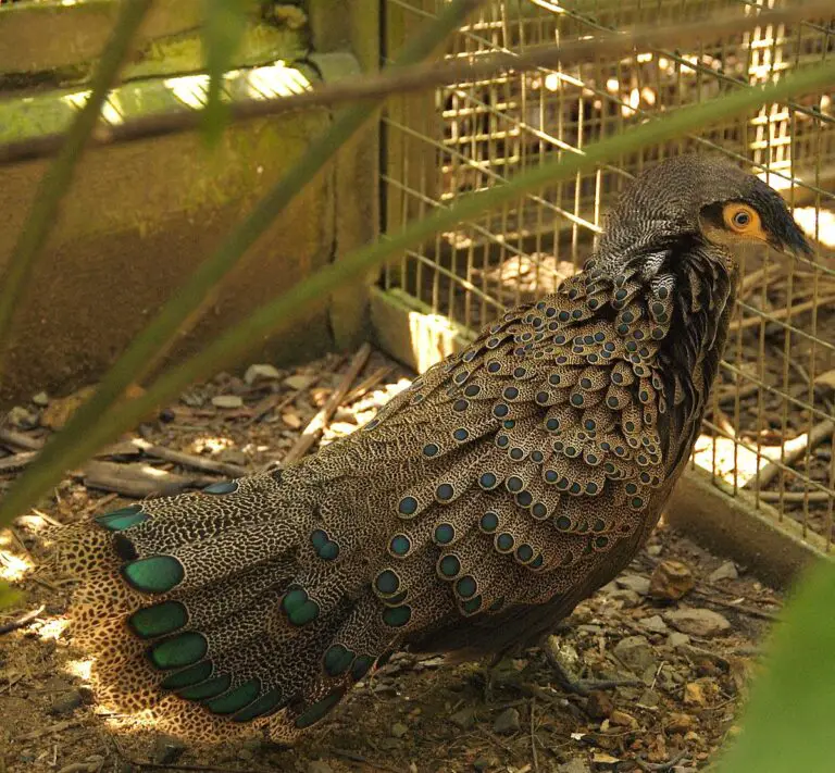 Bornean peacock-pheasant