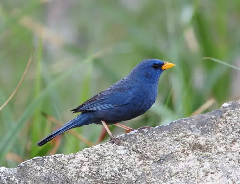 Blue finch