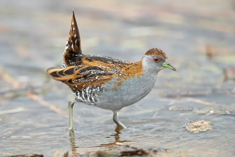 Baillon's crake